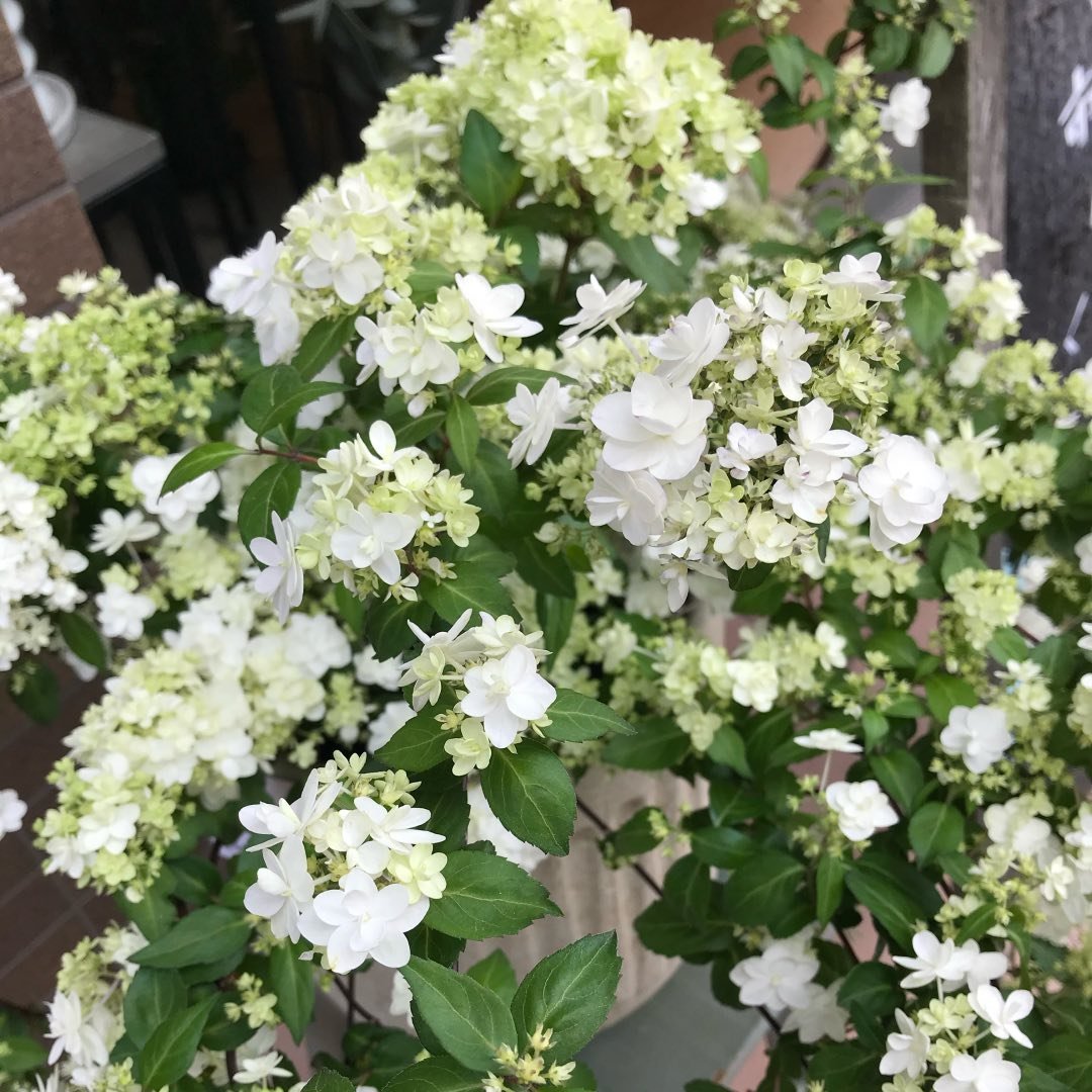 佳フラワーガーデン