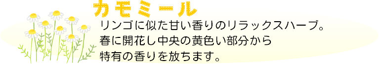 手作りハーブ石けんキット