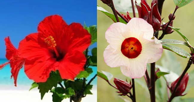 https://www.e081.com/img/hibiscus-roselle.jpg