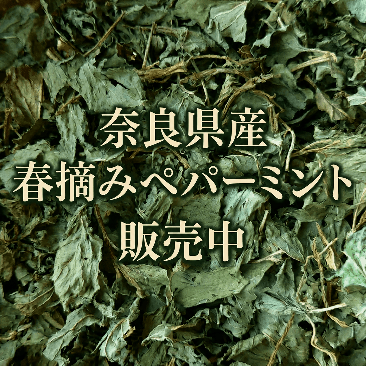 春摘みペパーミント茶葉