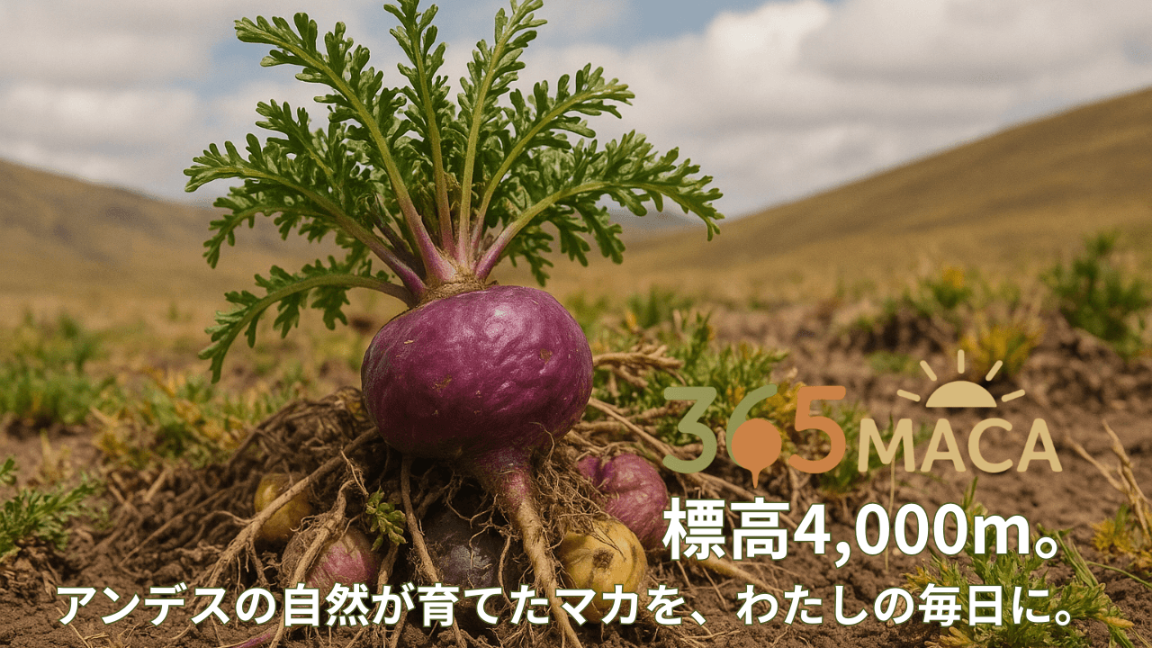 アンデスの自然が育てたマカ