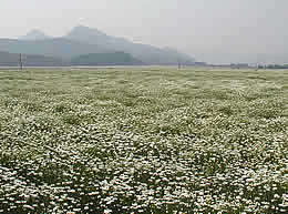 除虫菊 見渡す限りの除虫菊畑